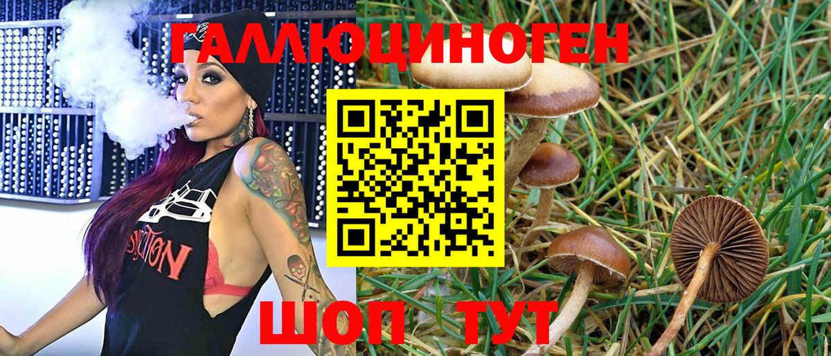 Псилоцибиновые грибы Psilocybine cubensis Екатеринбург